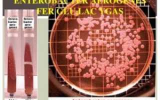 Нужен ли антибиотик? Streptococcus gr. Viridans, Enterobacter aerogenes10(5)