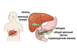 Увеличенная печень и поджелудочная железа