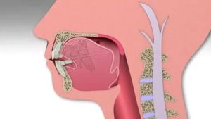 Положение языка во рту