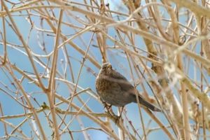 Плохо после кукушки