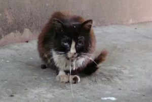 Поцарапал домашний кот и теперь боюсь бешенства