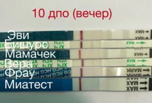 10 день после овуляции