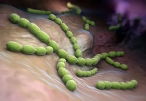 Нужен ли антибиотик? Streptococcus gr. Viridans, Enterobacter aerogenes10(5)