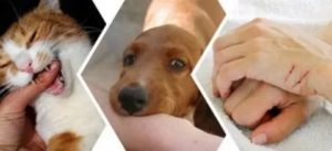 Поцарапал домашний кот и теперь боюсь бешенства