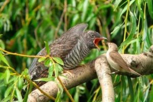 Плохо после кукушки