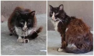 Поцарапал домашний кот и теперь боюсь бешенства