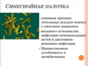 Синегнойная палочка заразна или нет