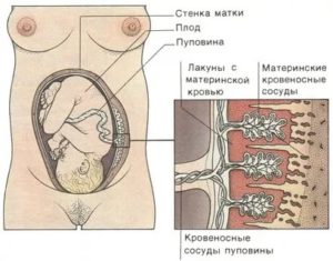 Разширены МВП плаценты. Толстая плацента