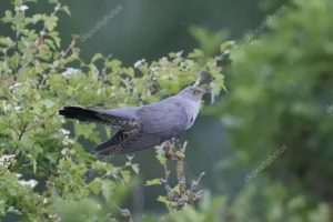 Плохо после кукушки