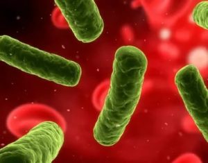 Нужен ли антибиотик? Streptococcus gr. Viridans, Enterobacter aerogenes10(5)